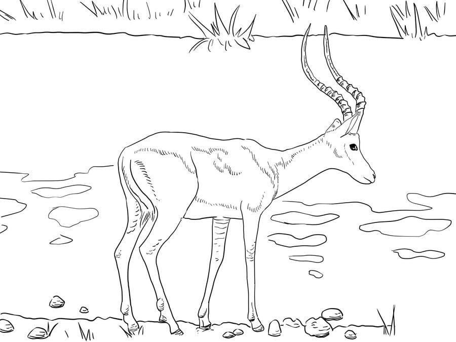 Coloring pages: Impala 10
