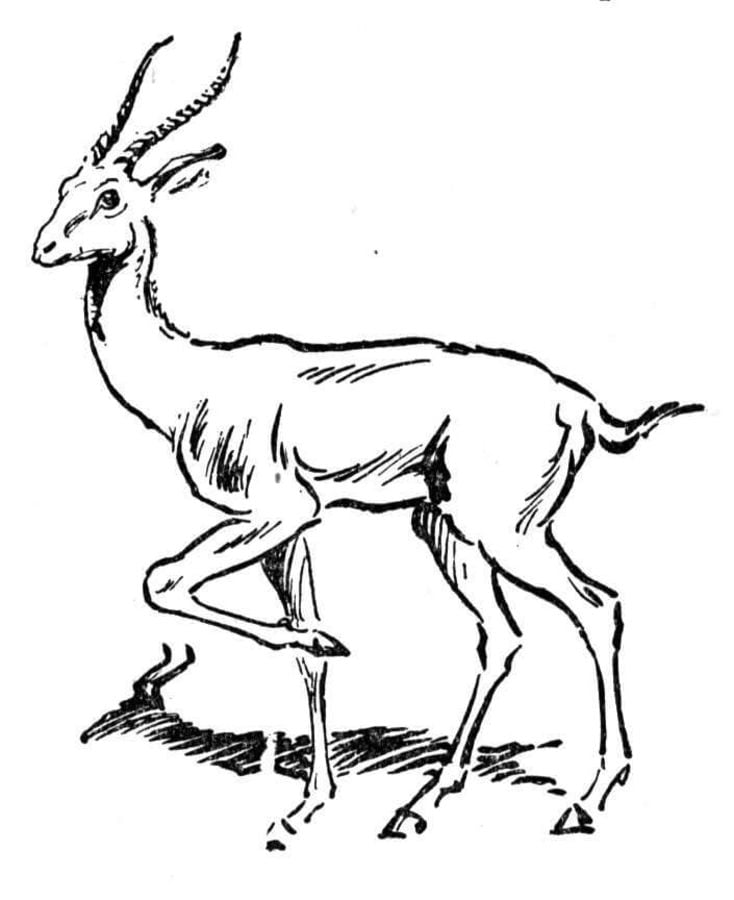 Coloring pages: Impala 2