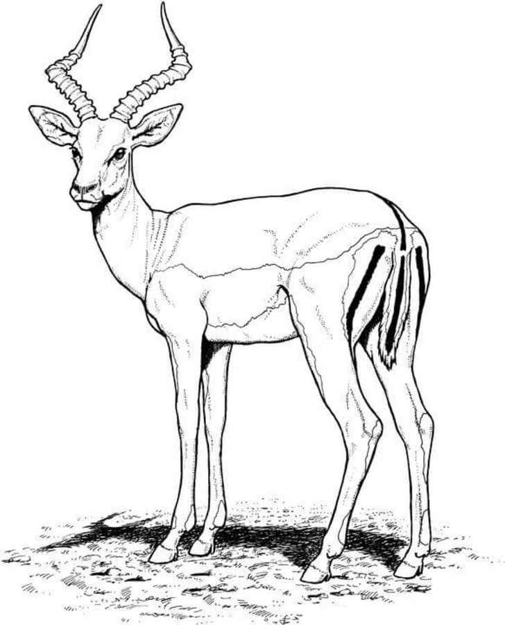 Coloring pages: Impala 3