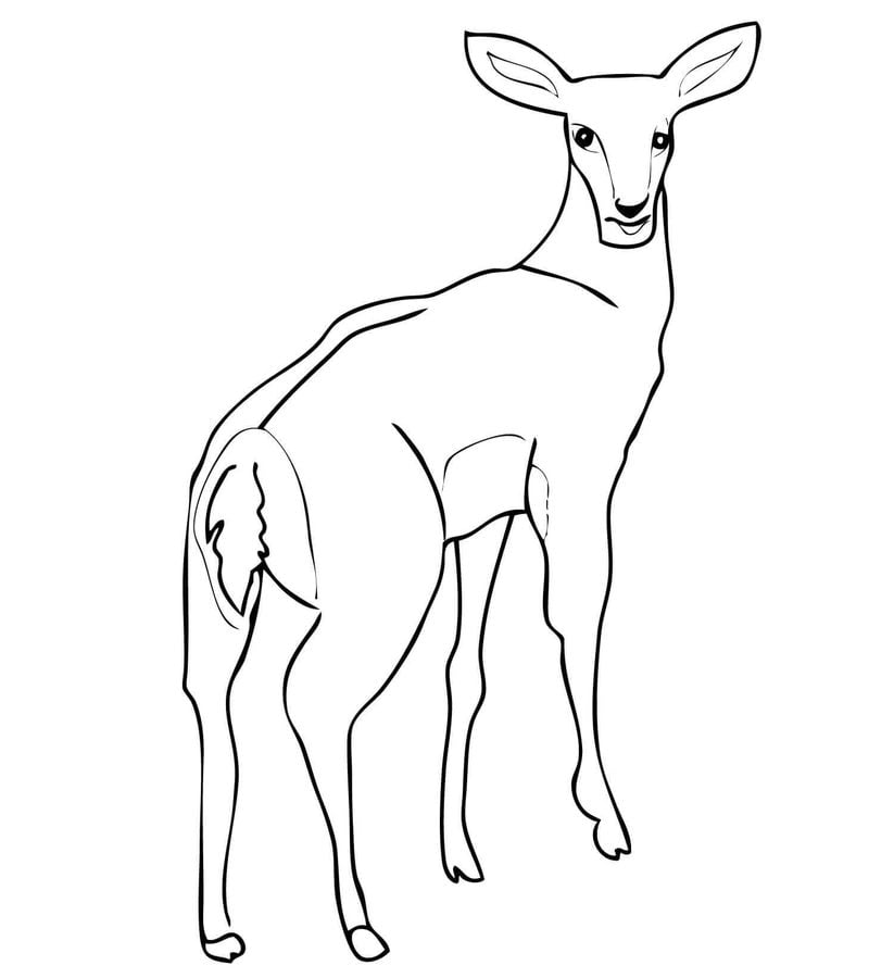 Coloring pages: Impala 4