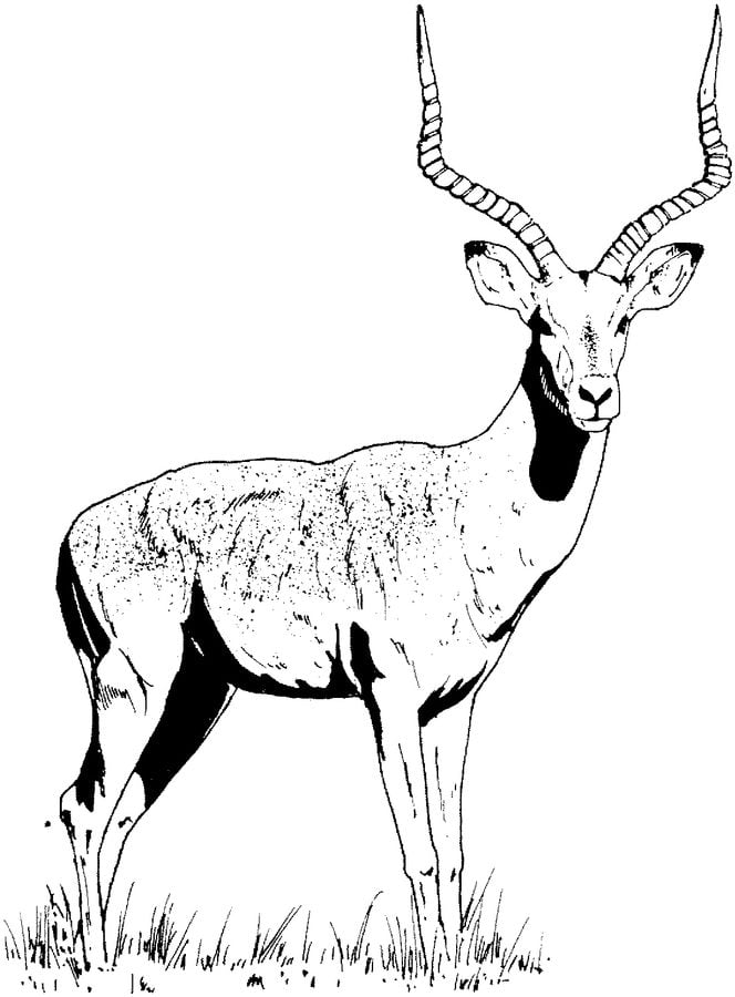 Coloring pages: Impala 5