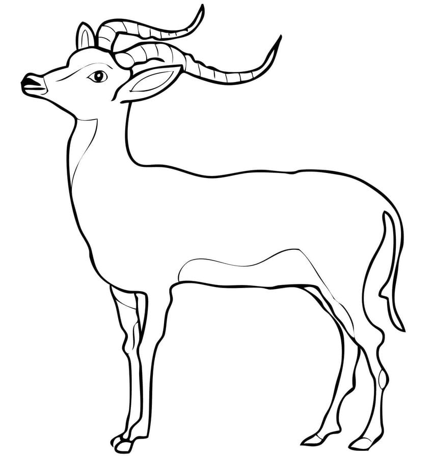 Coloring pages: Impala 7