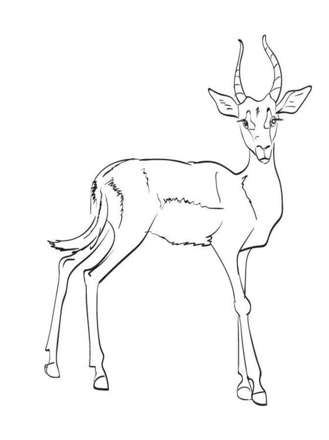 Coloring pages: Impala 8