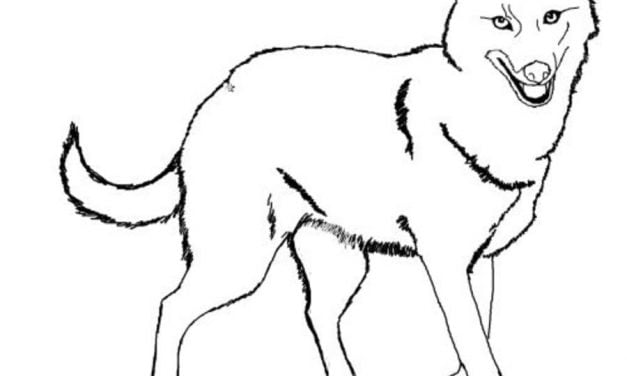 Coloring pages: Jackal