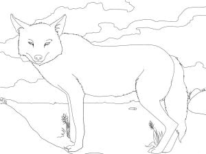 Coloring pages: Jackal, printable for kids &amp; adults, free