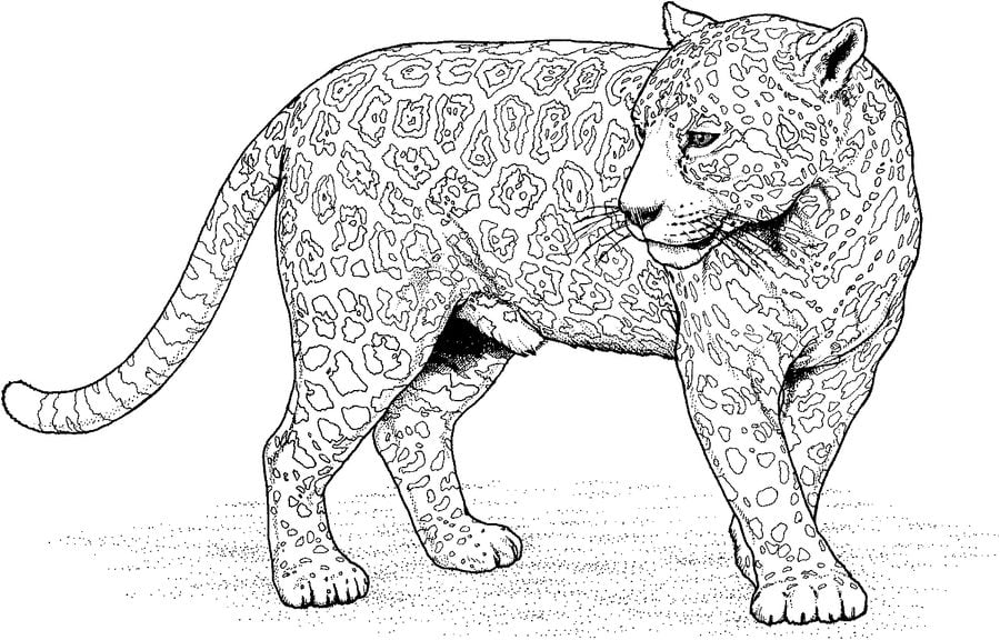 Ausmalbilder: Jaguar