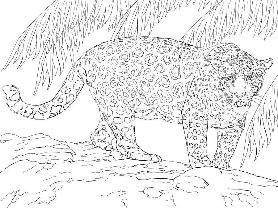 Ausmalbilder Tiere Jaguar Babyleopard Bleistift Graphite A3 From