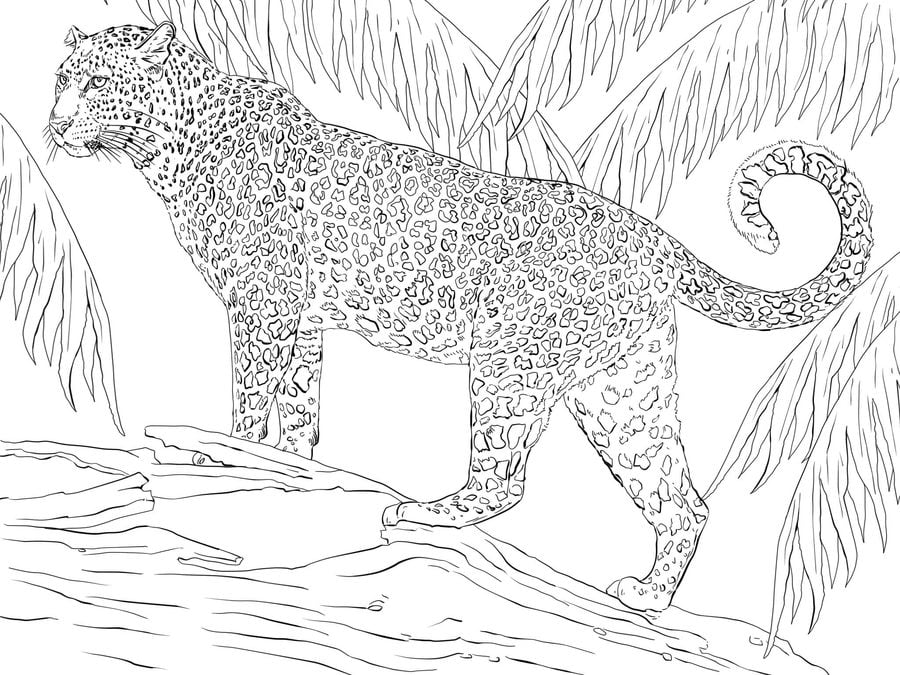 Dibujos para colorear: Jaguar 7