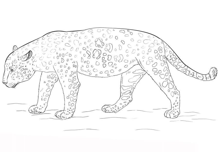 Dibujos para colorear: Jaguar