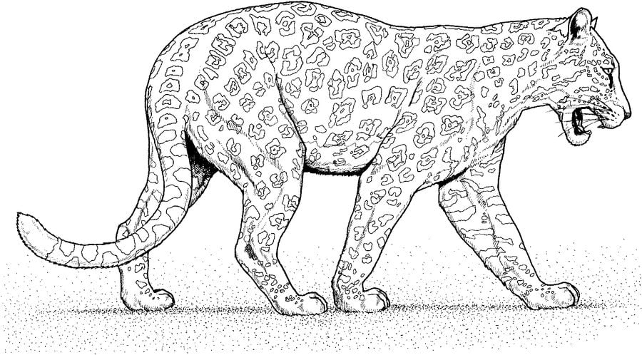Coloring pages: Jaguar