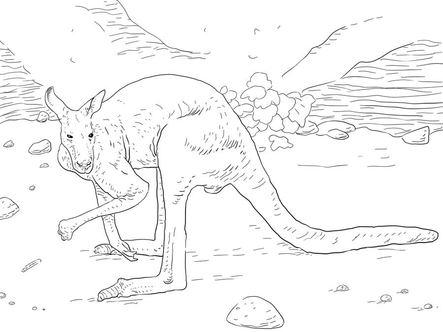 Coloring pages: Kangaroos 1