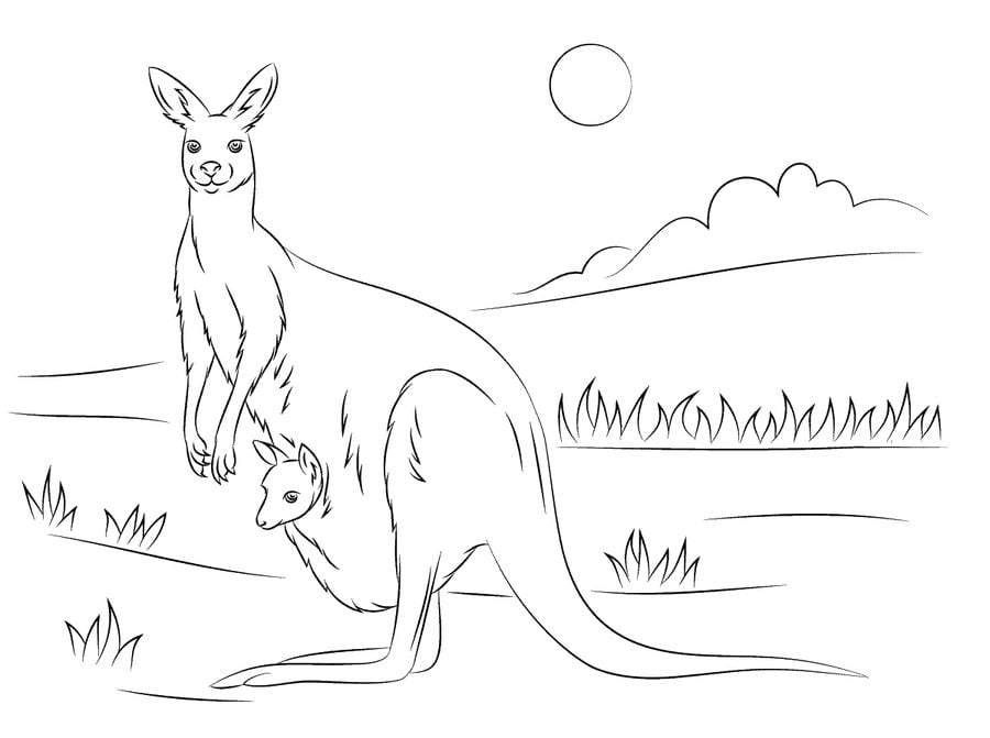 Coloring pages: Kangaroos 2
