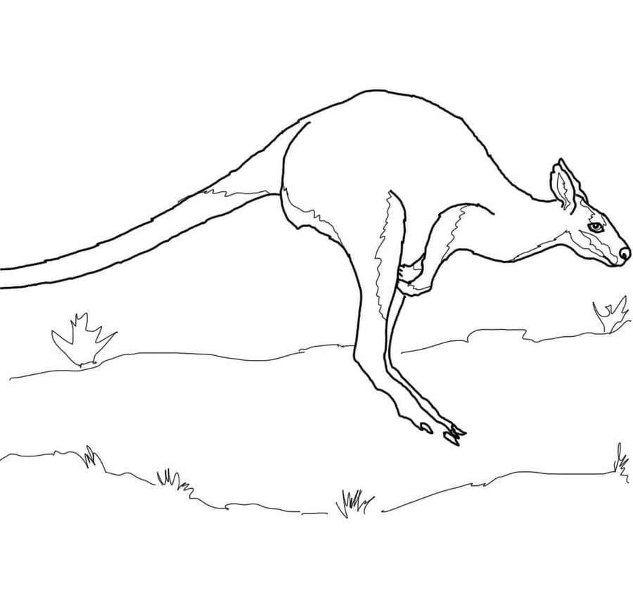 Coloring pages: Kangaroos 4
