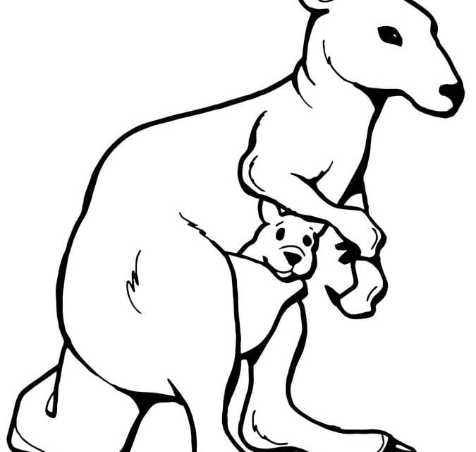 Coloring pages: Kangaroos