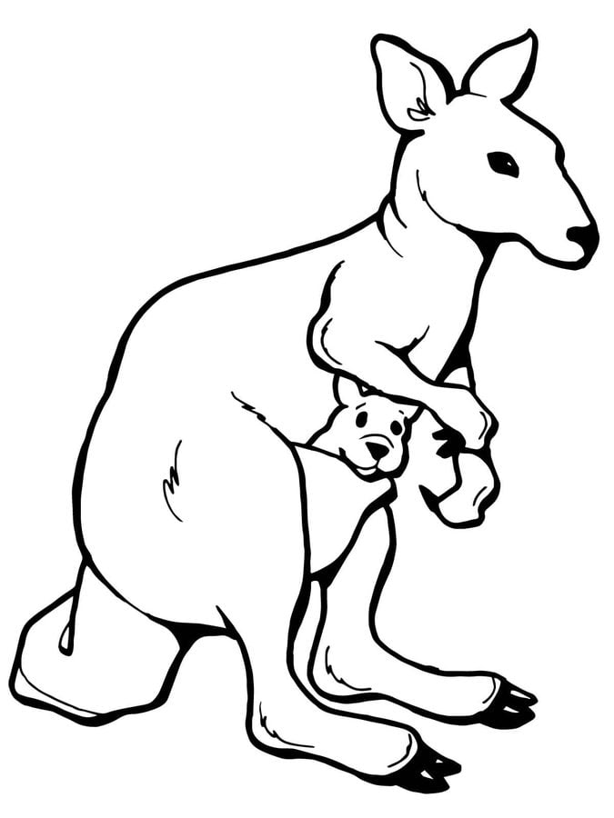 Coloring pages: Kangaroos