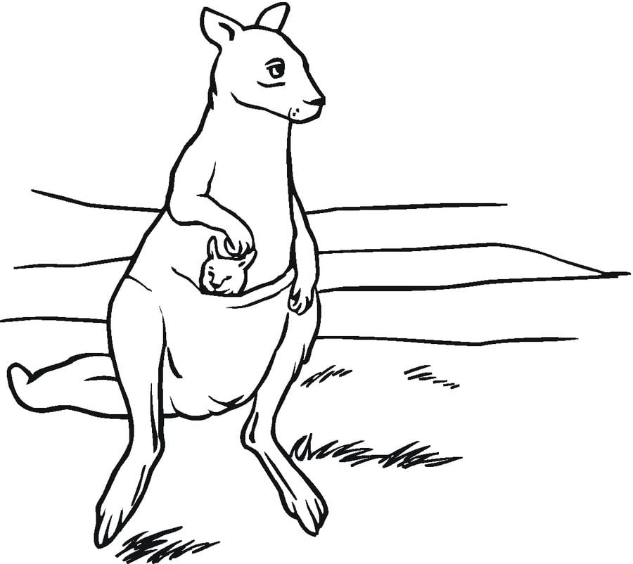 Coloring pages: Kangaroos 8