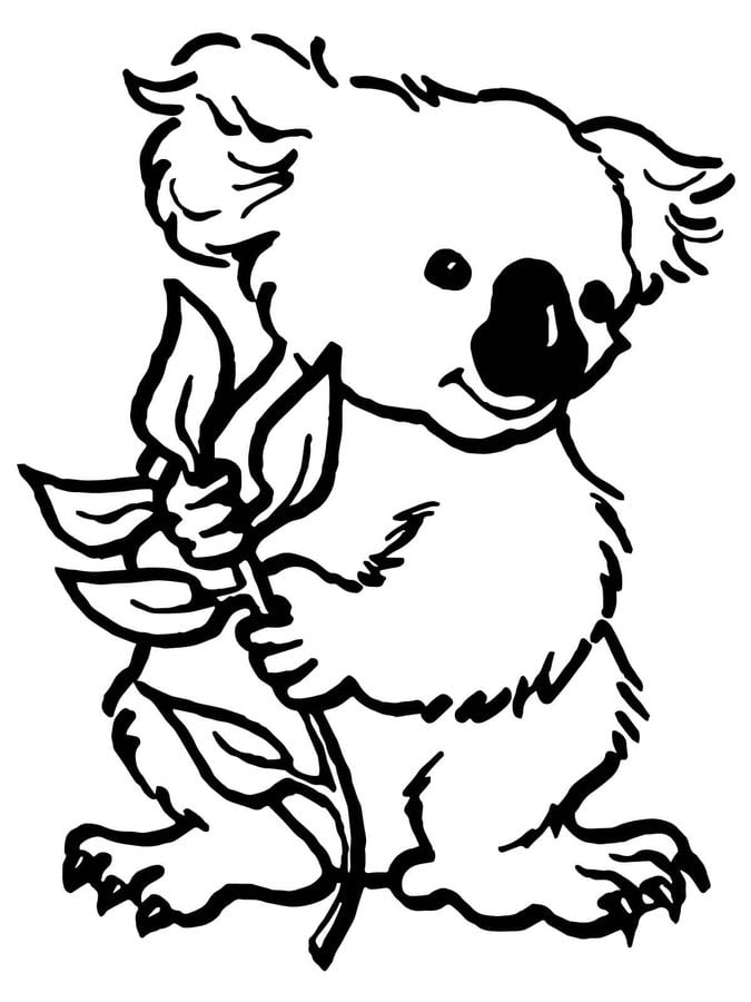 Dibujos para colorear: Koala 10