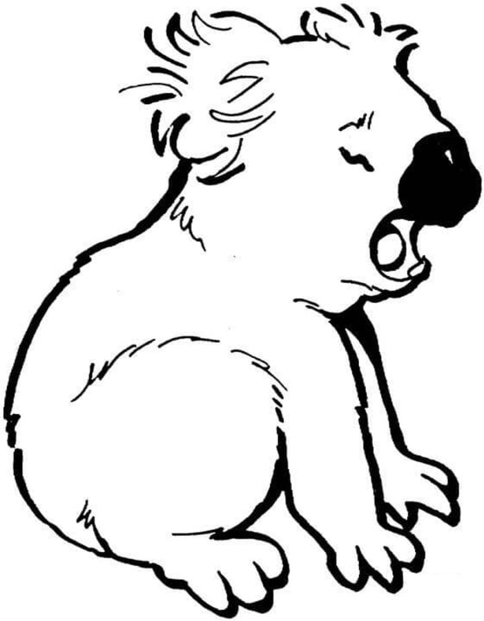 Coloring pages: Koala 2