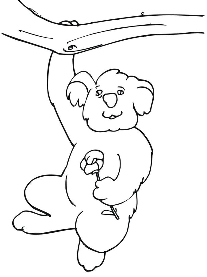 Dibujos para colorear: Koala 6