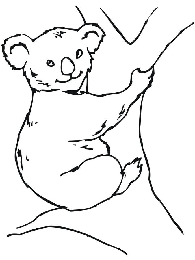 Dibujos para colorear: Koala 8