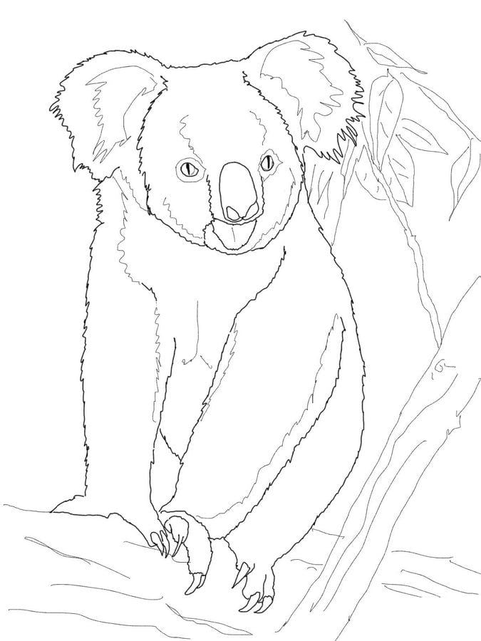 Coloring pages: Koala