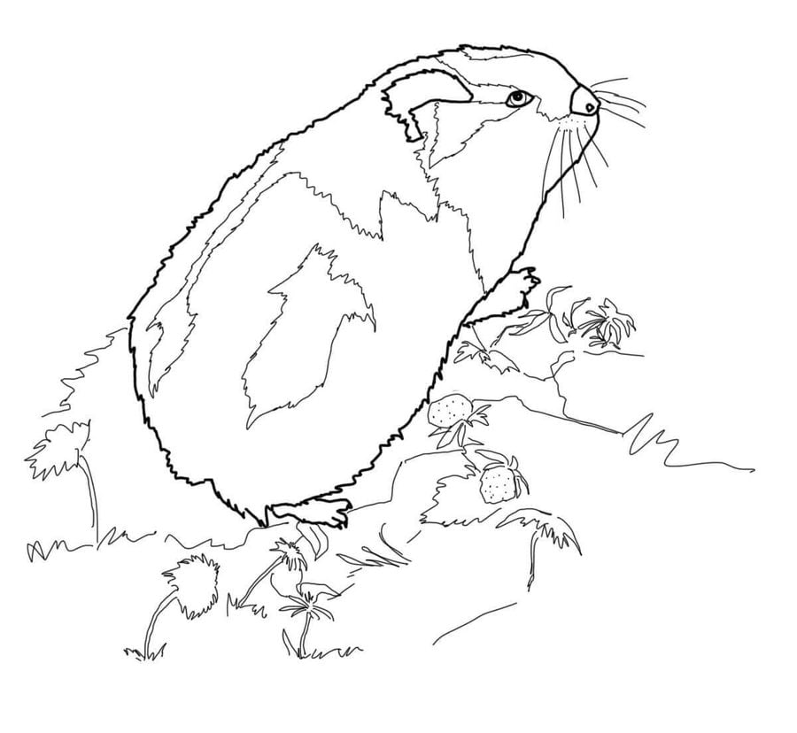 Coloring pages: Lemming