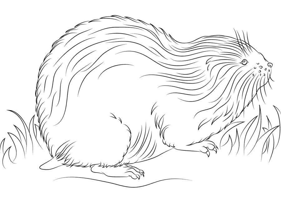 Coloring pages: Lemming 3
