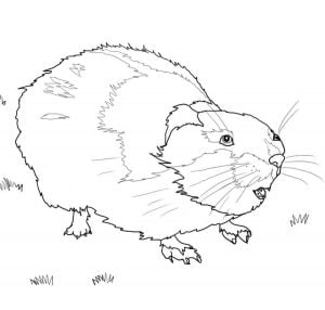 Coloring pages: Lemming, printable for kids & adults, free