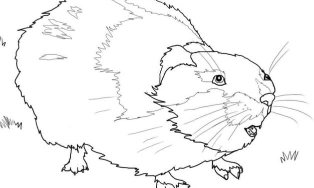 Coloring pages: Lemming