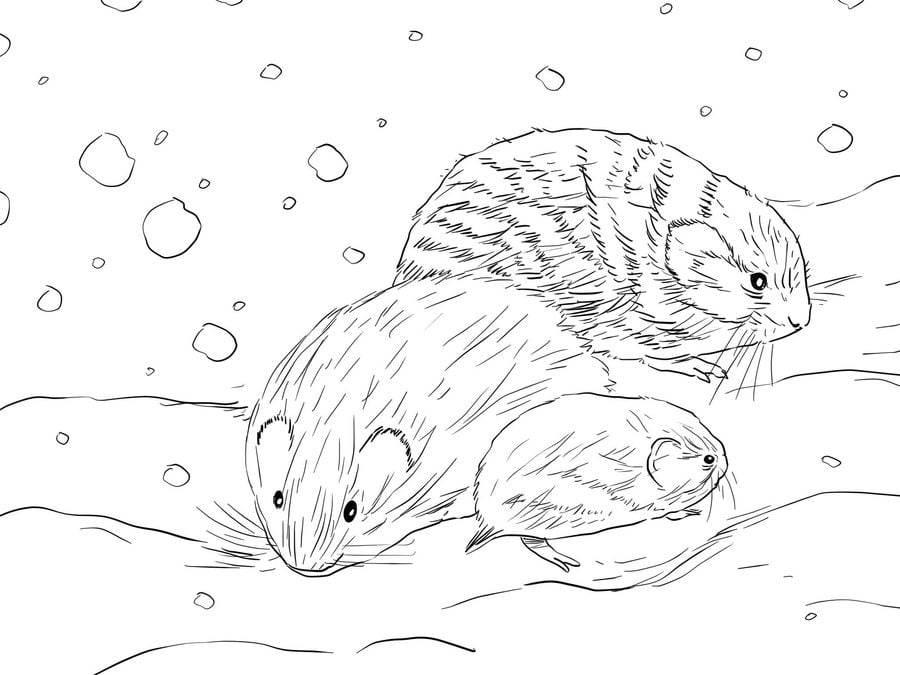 Coloring pages: Lemming