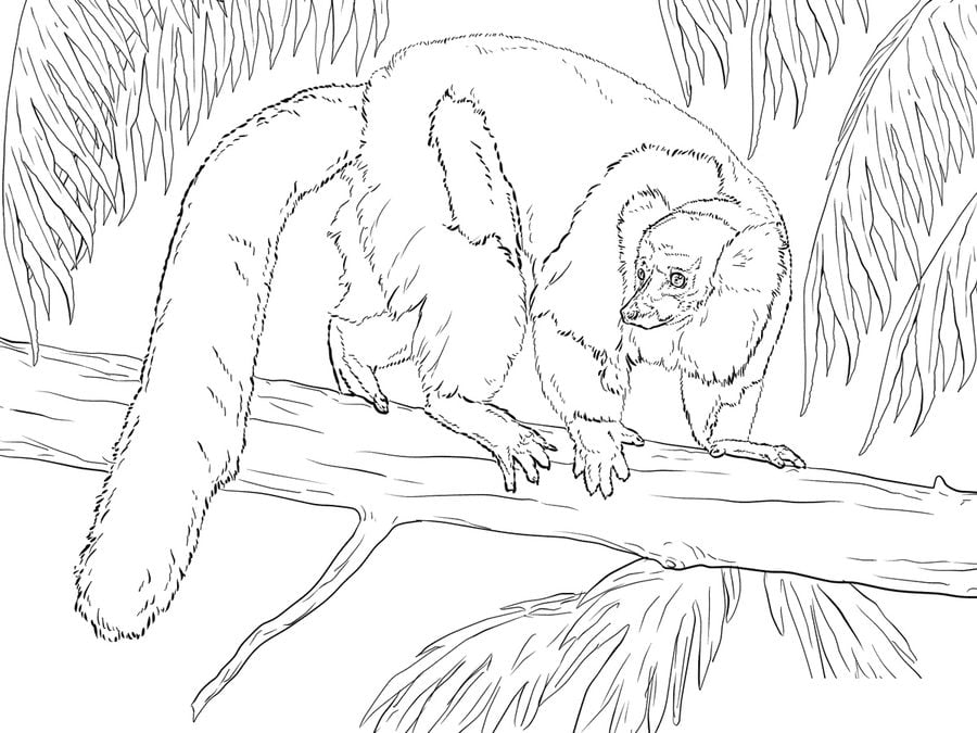 Coloring pages: Lemur