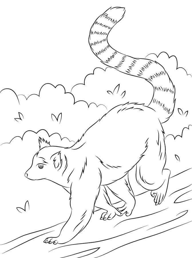 Coloring pages: Lemur 3