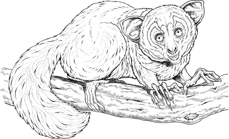 Coloring pages: Lemur 4