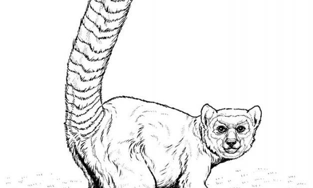 Coloring pages: Lemur