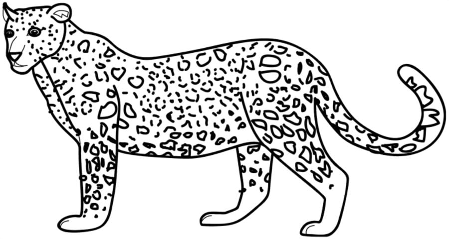 Coloring pages: Leopard