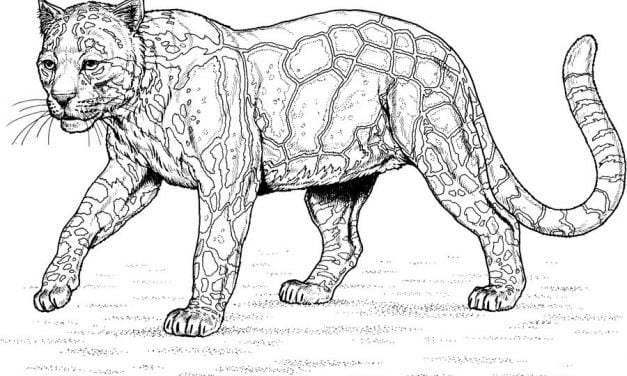 Coloring pages: Leopard