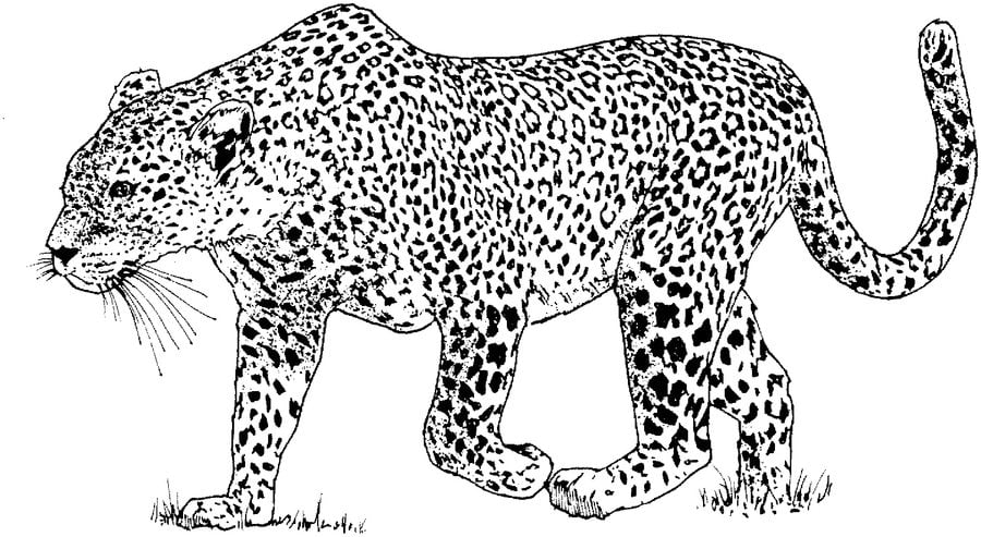 Dibujos para colorear: Leopardo