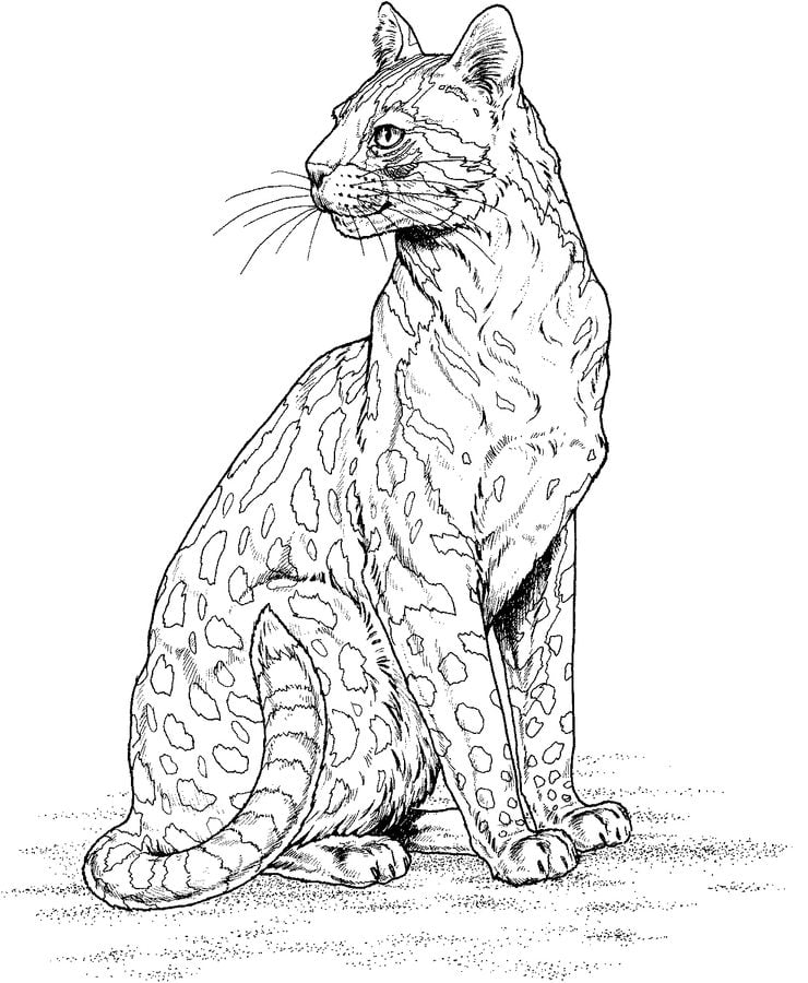 Dibujos para colorear: Leopardo