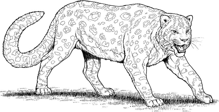Coloring pages: Leopard