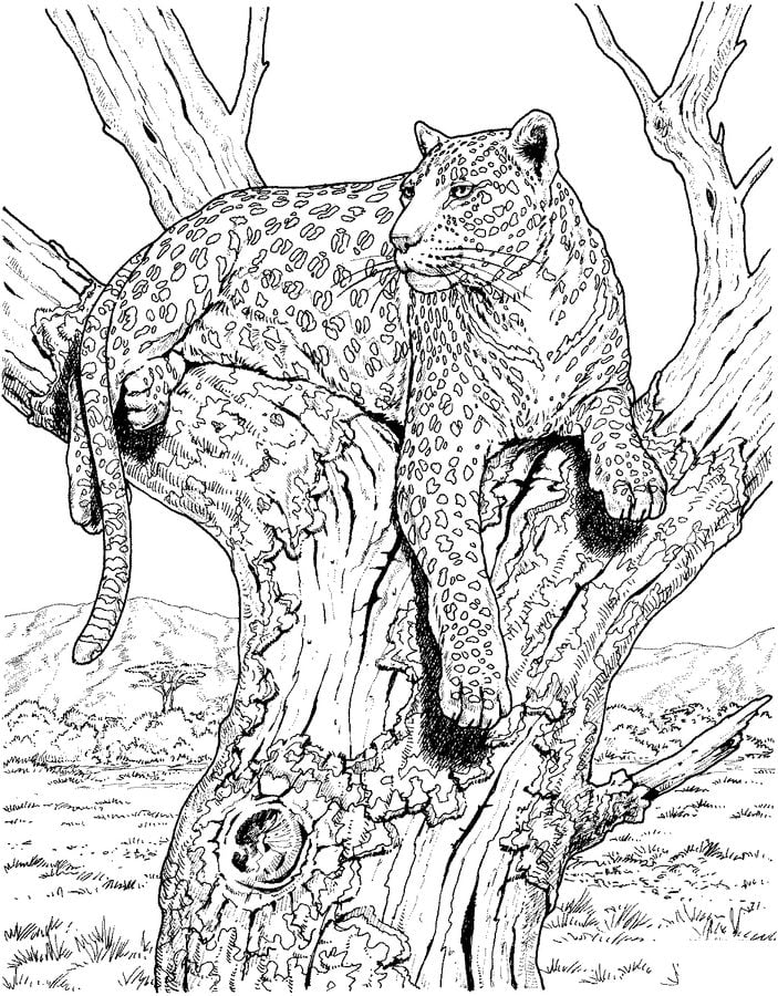Disegni da colorare: Leopardo