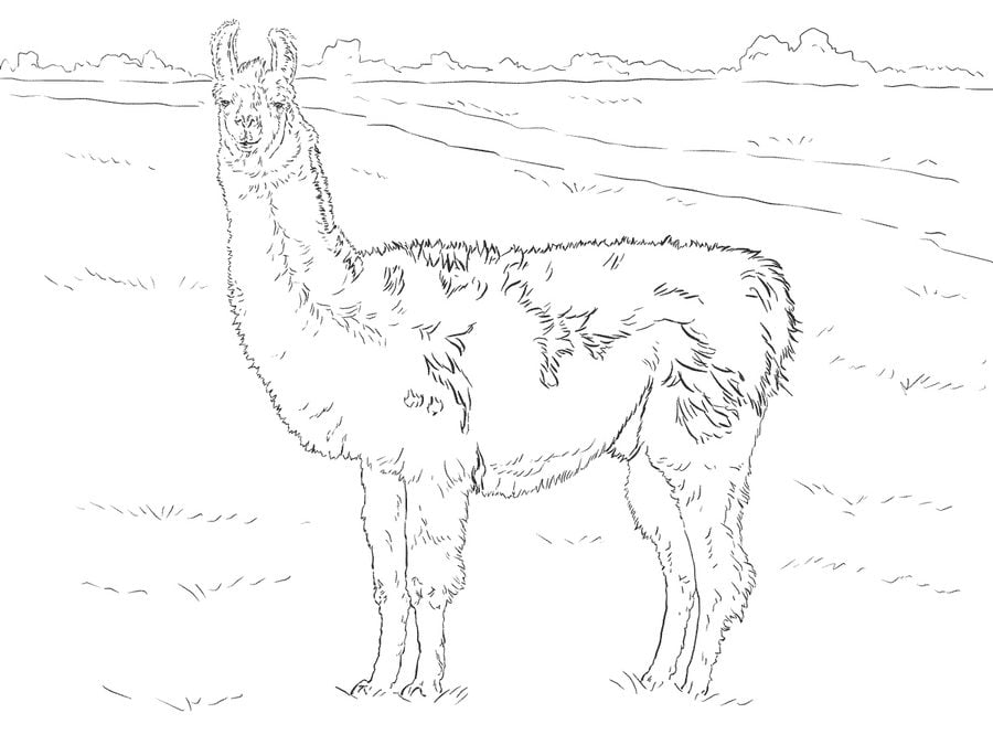 Coloring pages: Llama