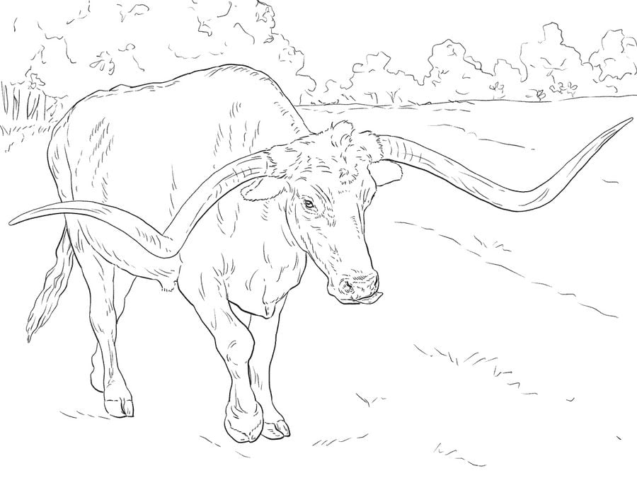 Coloring pages: Longhorn