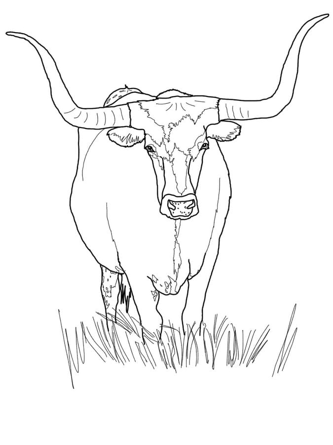 Dibujos para colorear: Texas Longhorn 5