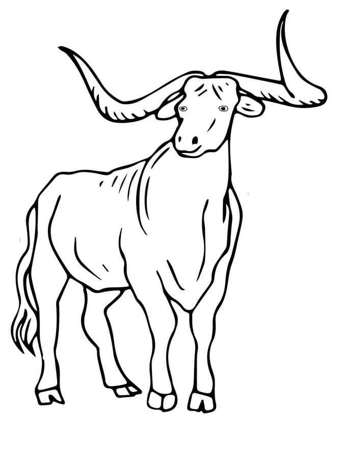 Coloring pages: Longhorn