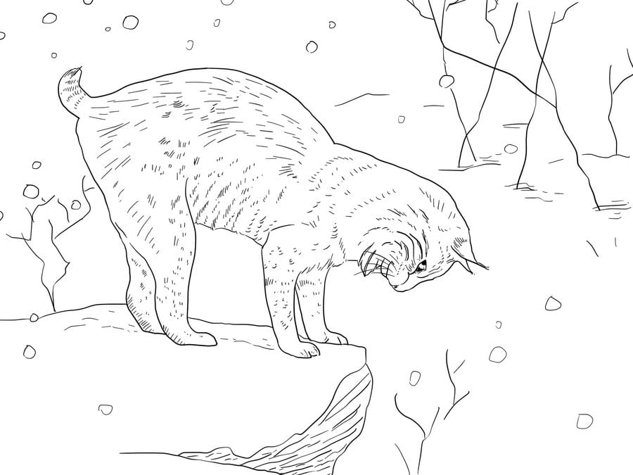 Coloring pages: Lynx
