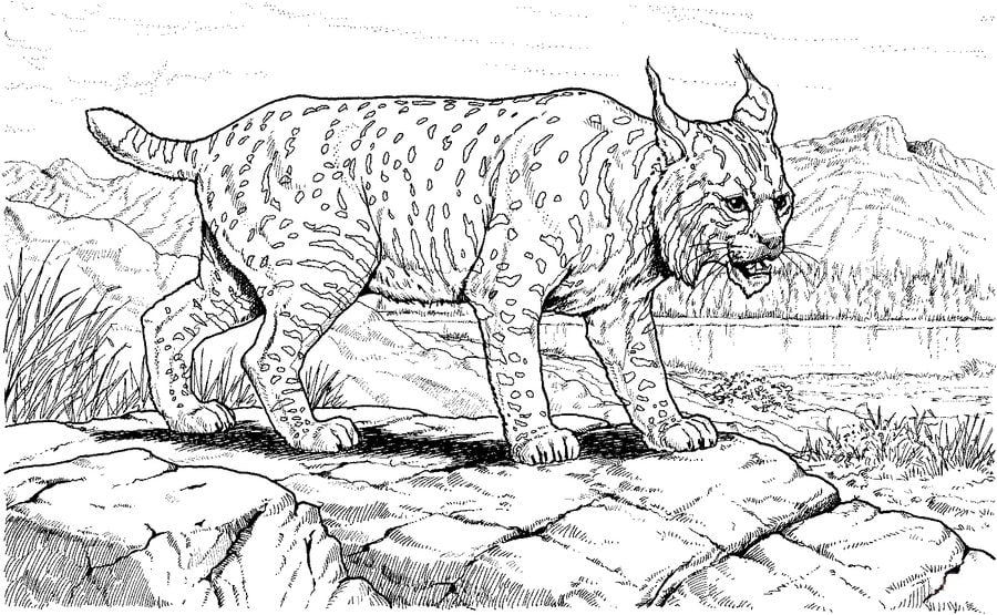 Coloring pages: Lynx