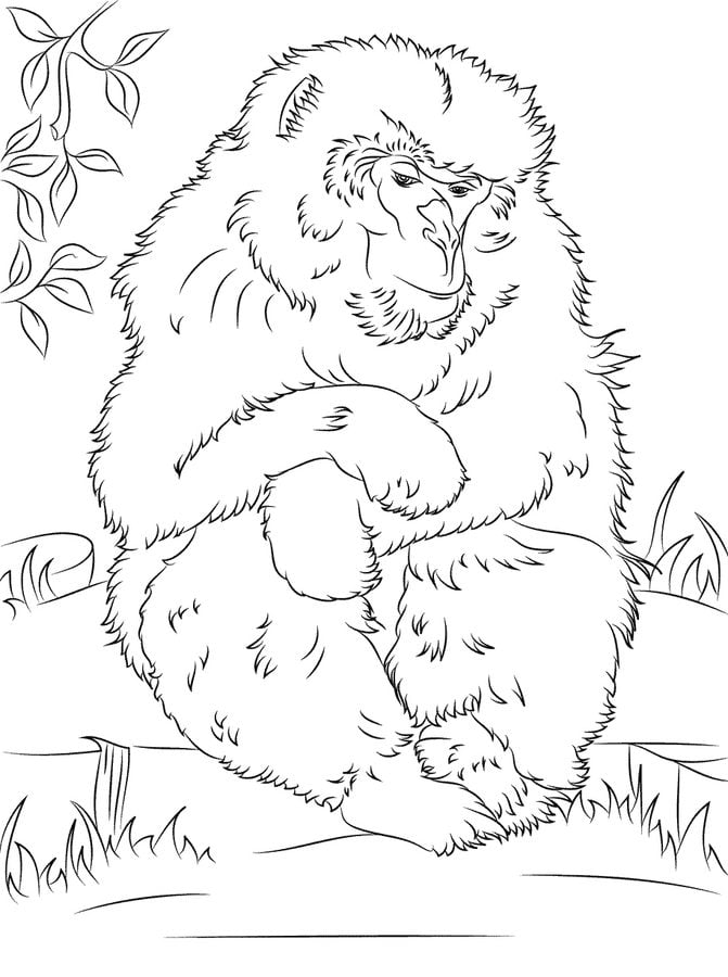Coloring pages: Macaque 1