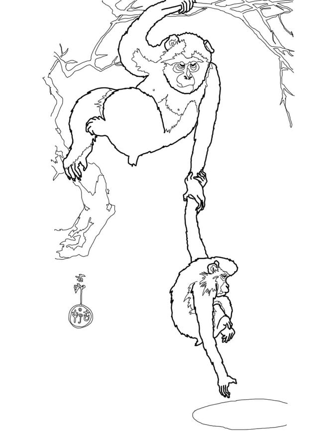 Coloring pages: Macaque 10