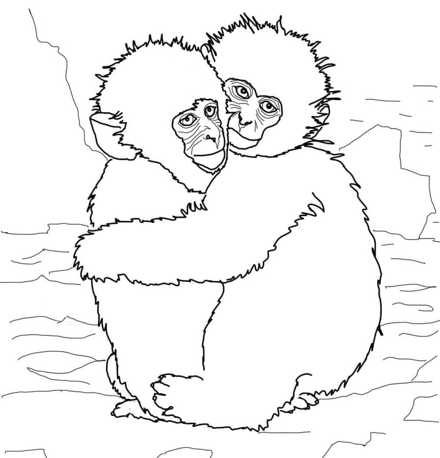 Coloriages: Macaques 2