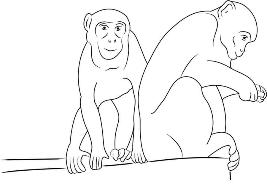 Coloriages: Macaques 3